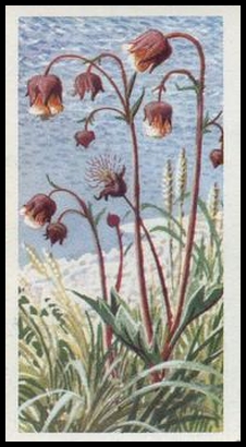 14 Water Avens